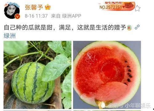 吃娱乐圈瓜,揭秘明星背后的故事与真相