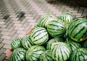 黑瓜吃料网入口2024,探索美食世界的无限可能
