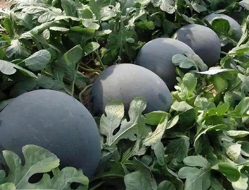 黑料吃瓜网热点大瓜蘑菇,蘑菇大瓜，揭秘娱乐圈幕后真相